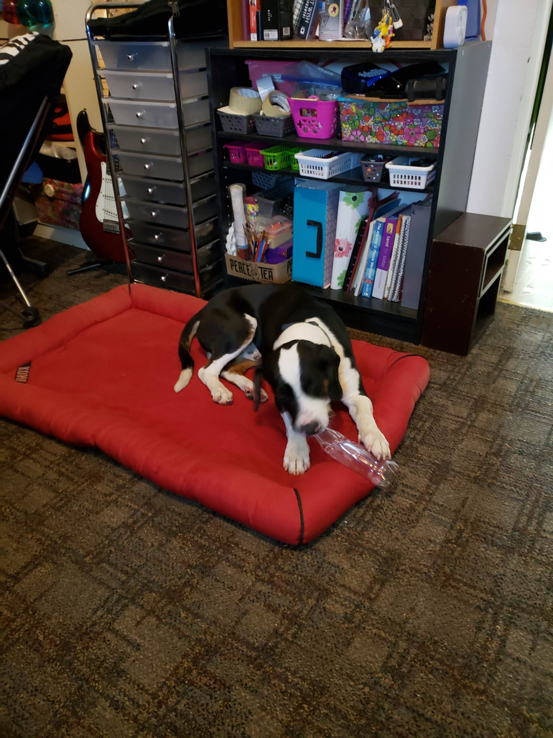 Sir Flop laying on his bed chewing on a bottle.