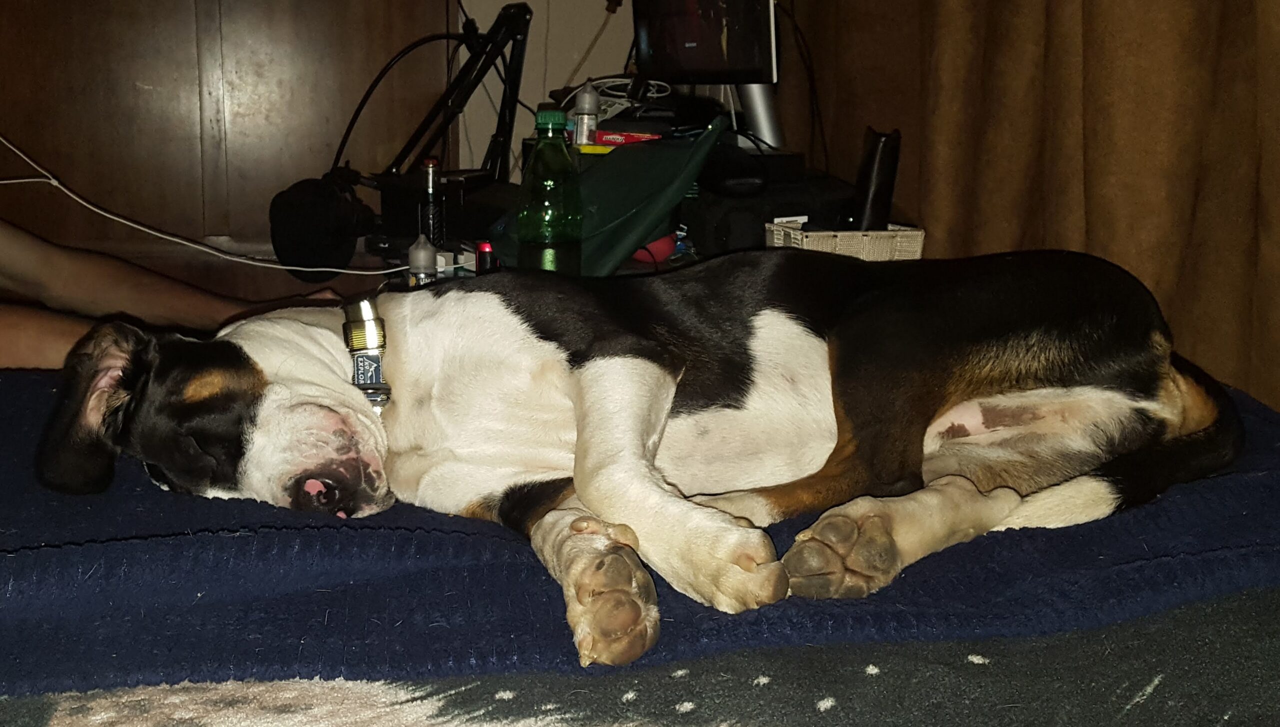 Sir curled up sleeping Flop