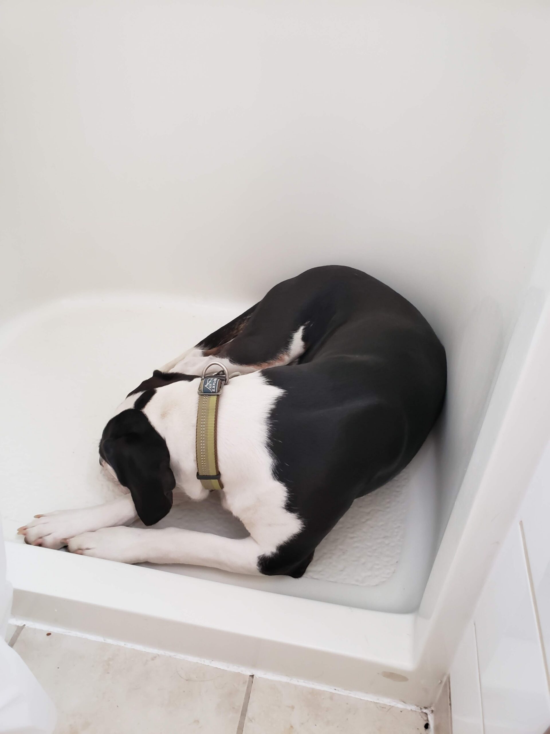 Sir Flop laying in the shower while I am in the bathroom.