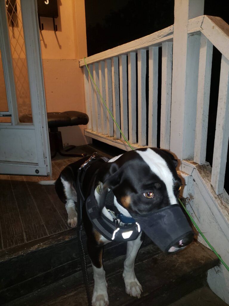 Sir Flop sitting on the outside stairs with a muzzle and his vibration collar on.