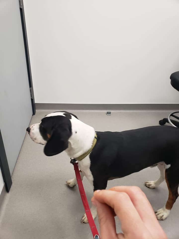 Sir Flop's first visit to the vet. Standing in the waiting room.