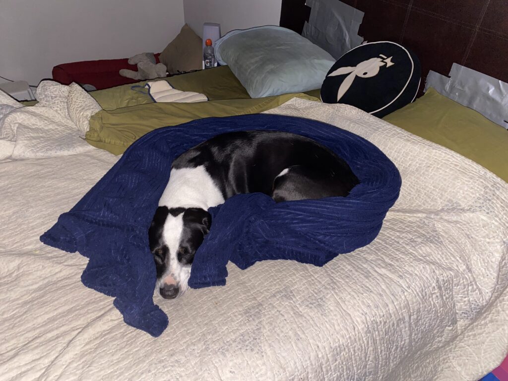 Sir Flop laying on the bed, surrounded by his first comfort blanket.