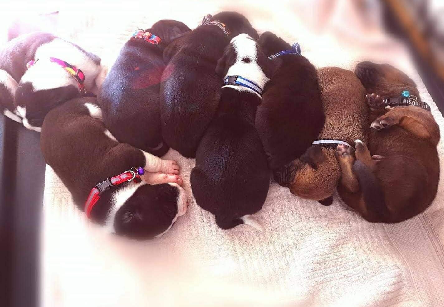 A photo of a Baby Flop with his litter family.