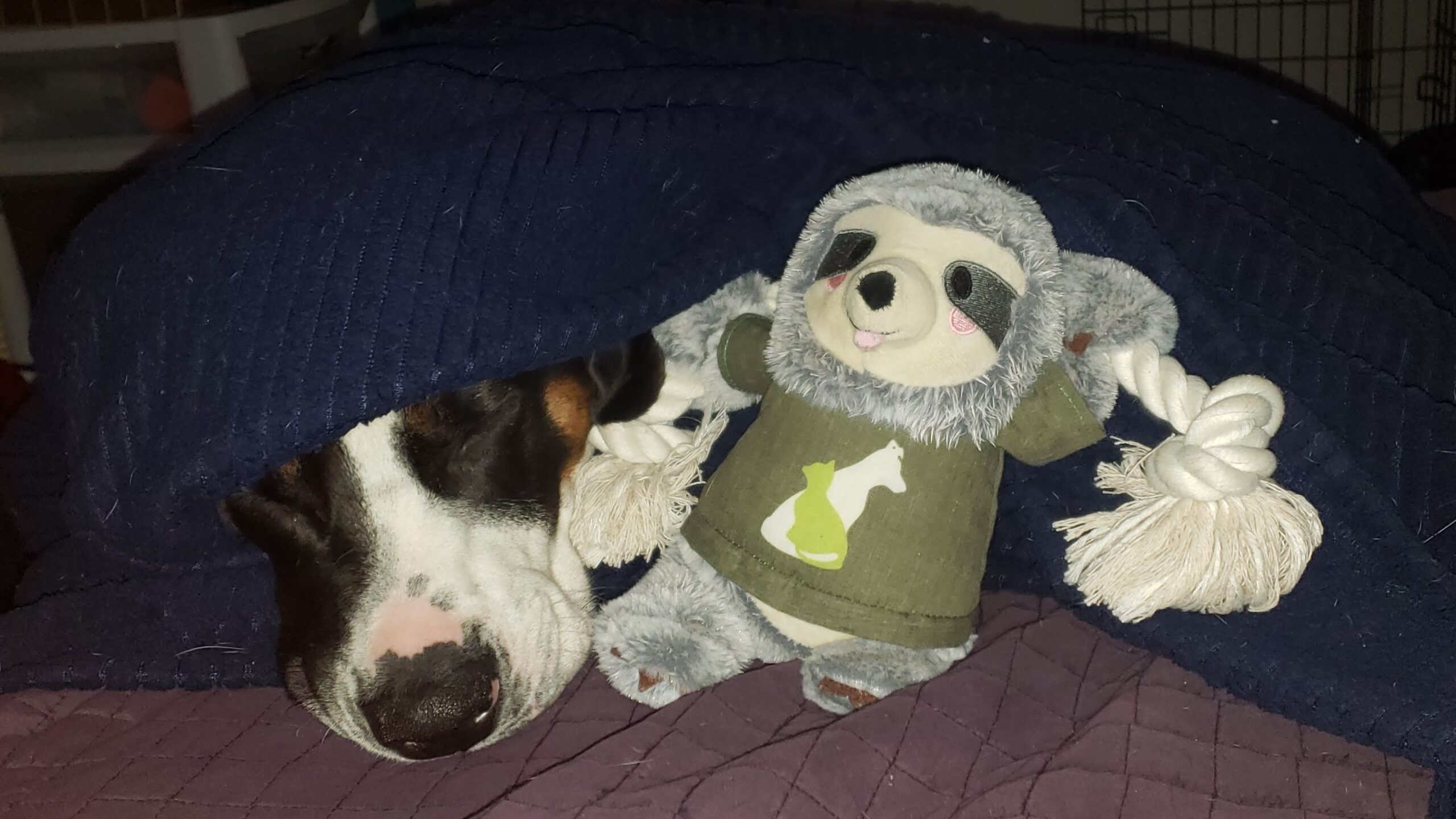 Sir Flop laying, wrapped in his blanket with his Syd