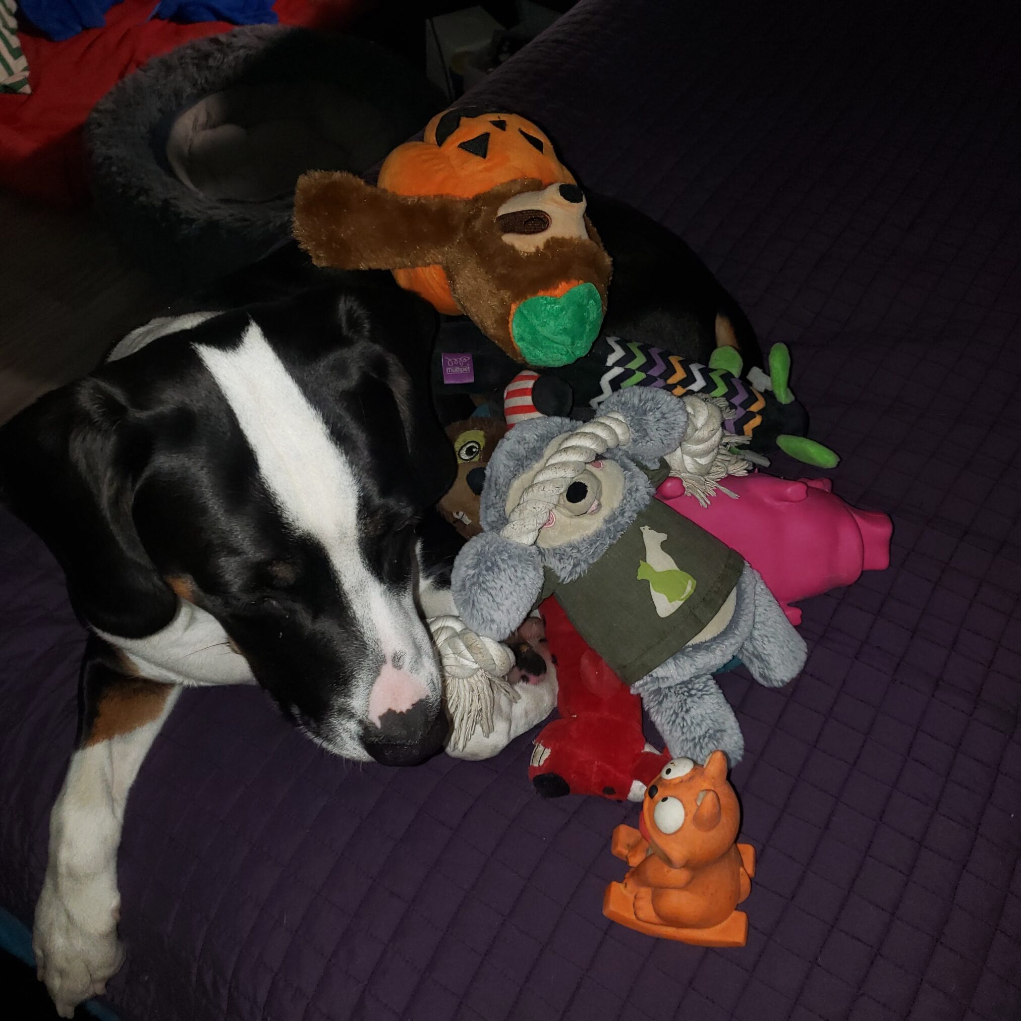 Sir Flop lying on the bed with stuffies on him while surrounded by toys