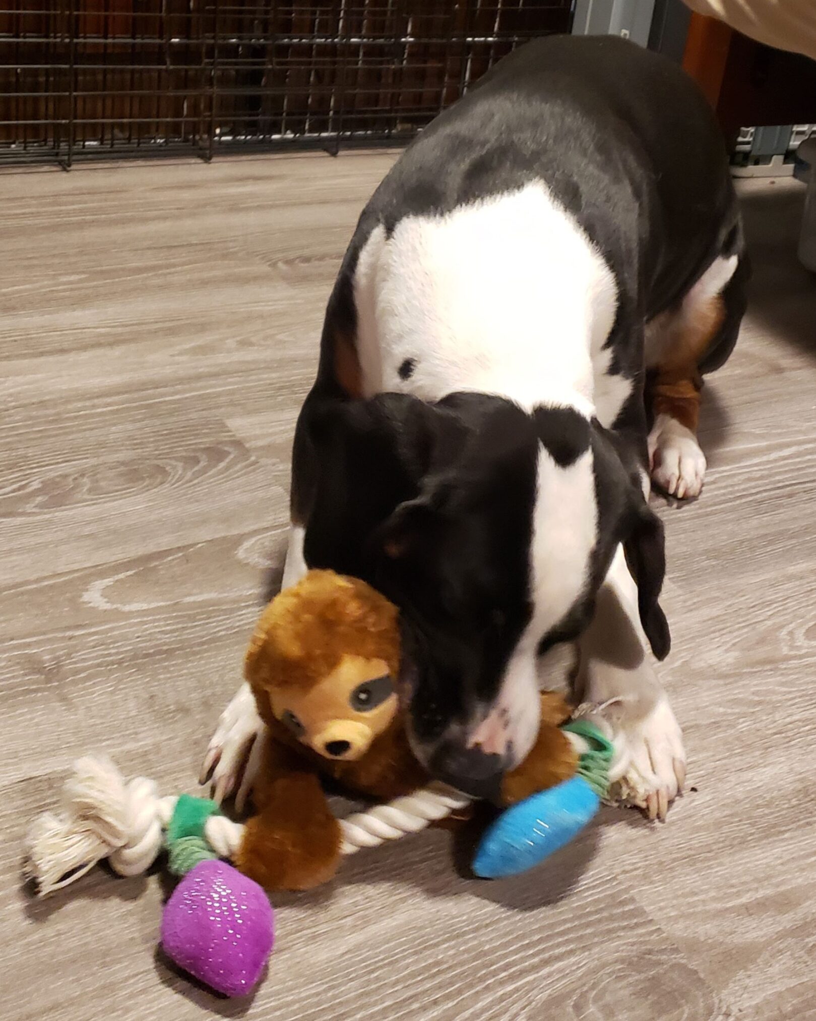 Sir Flop playing with Christine