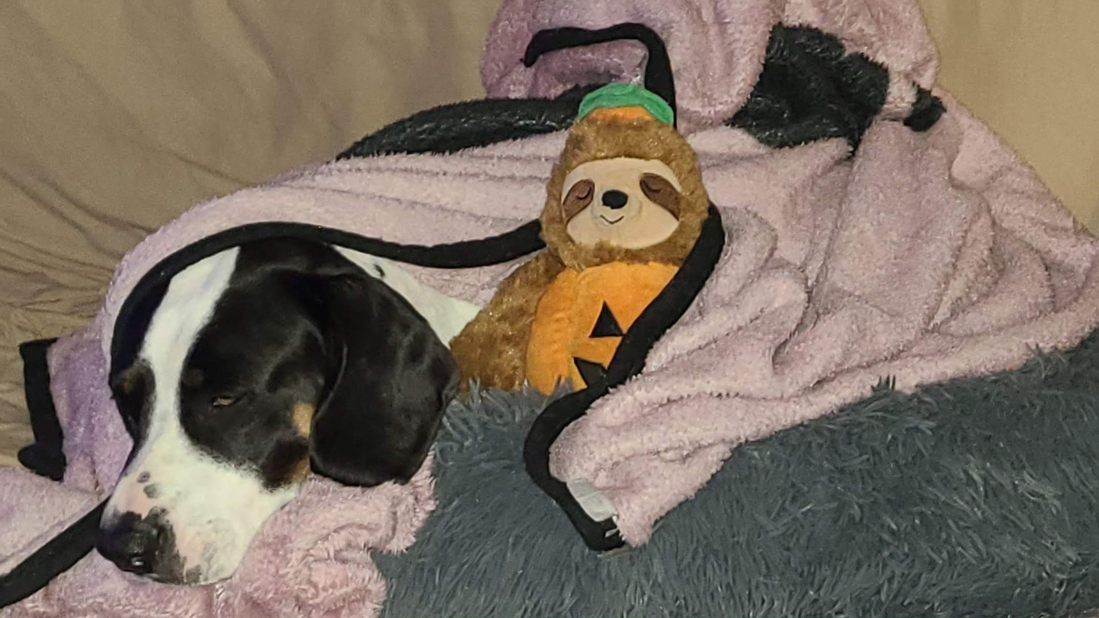 Sir Flop lying with Charlie, wrapped in his blanked in his bed on the couch