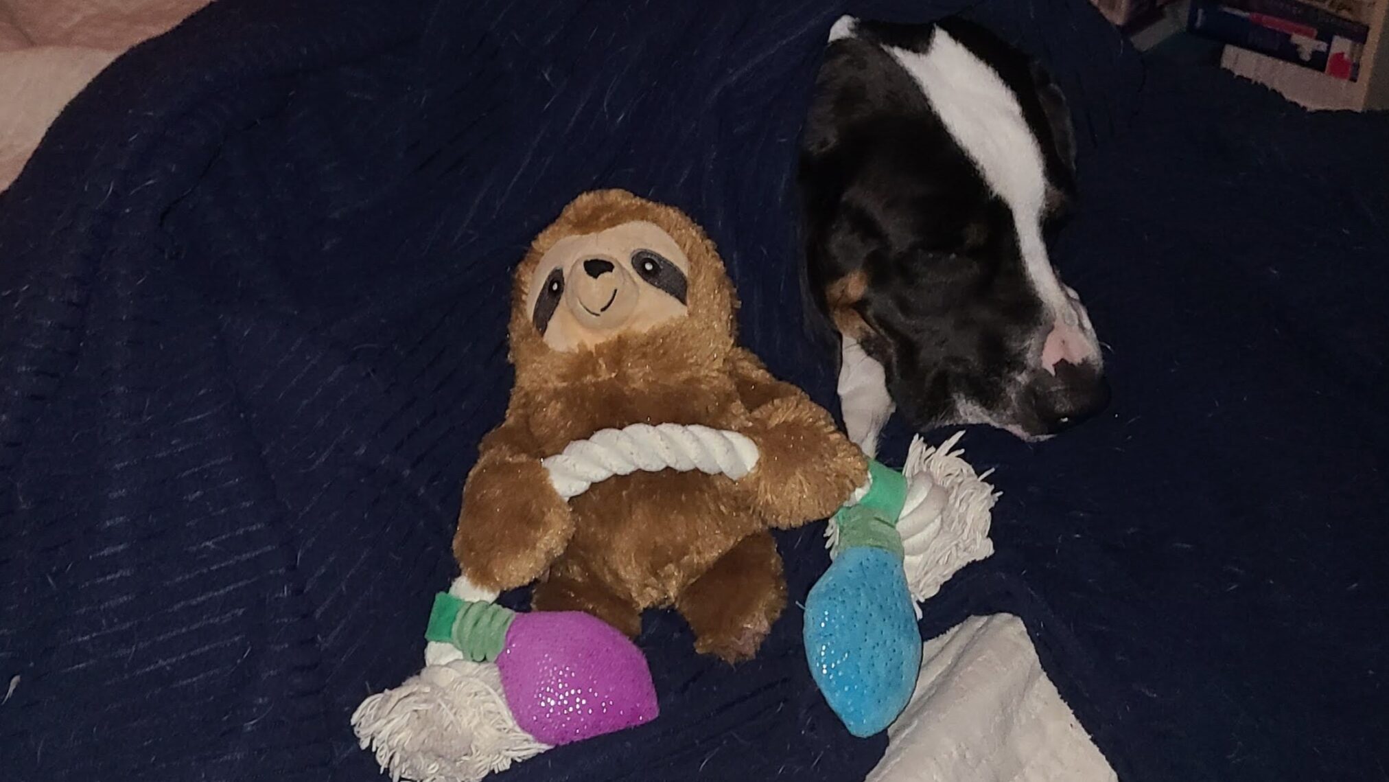 Sir Flop wrapped in his blanket and Valorie