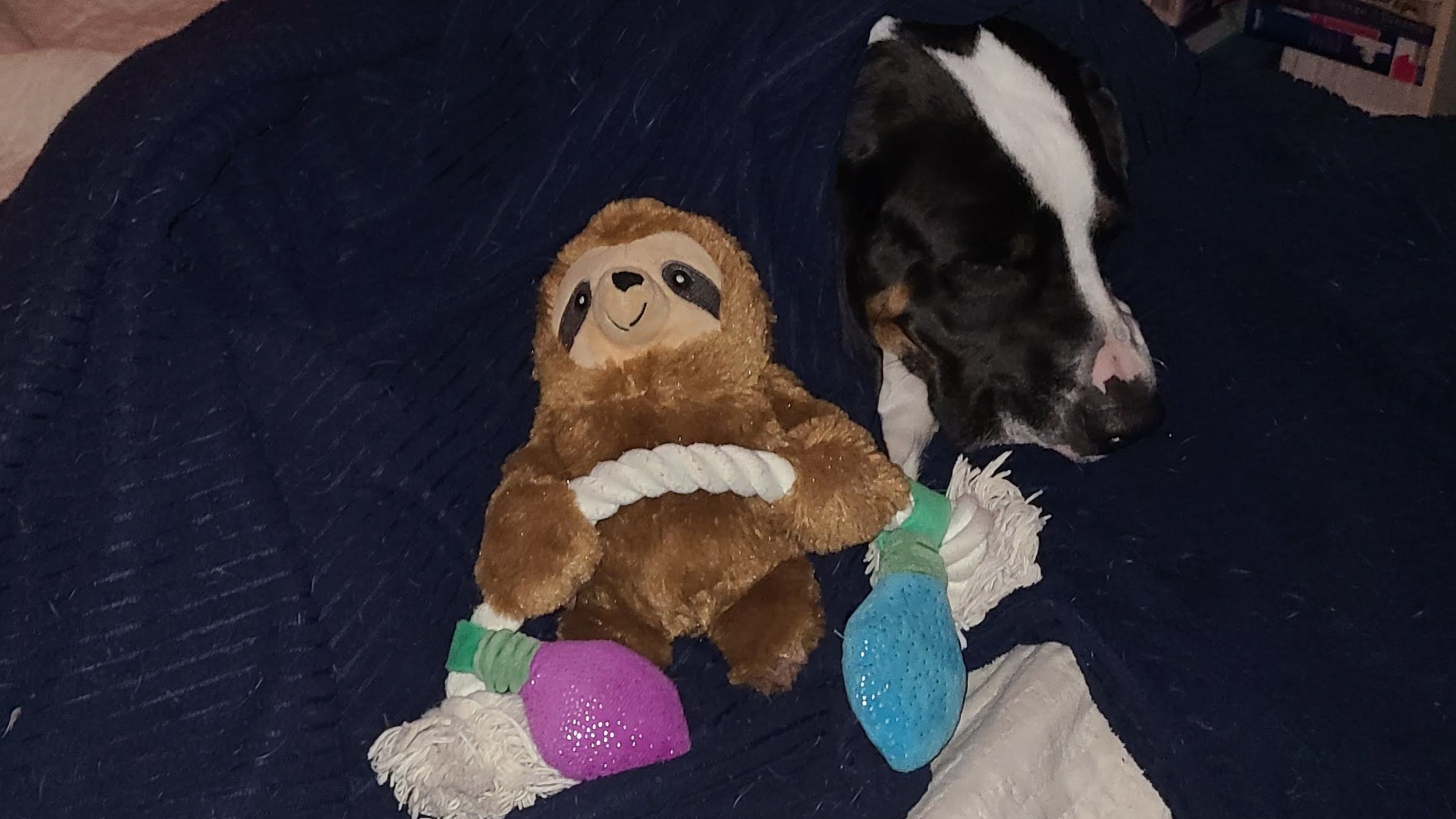 Sir Flop wrapped in his blanket and Valorie