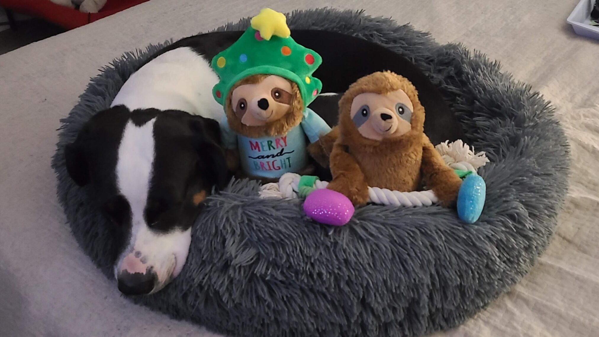 Sir Flop lying in his bed, on our bed, with Christina and Gina