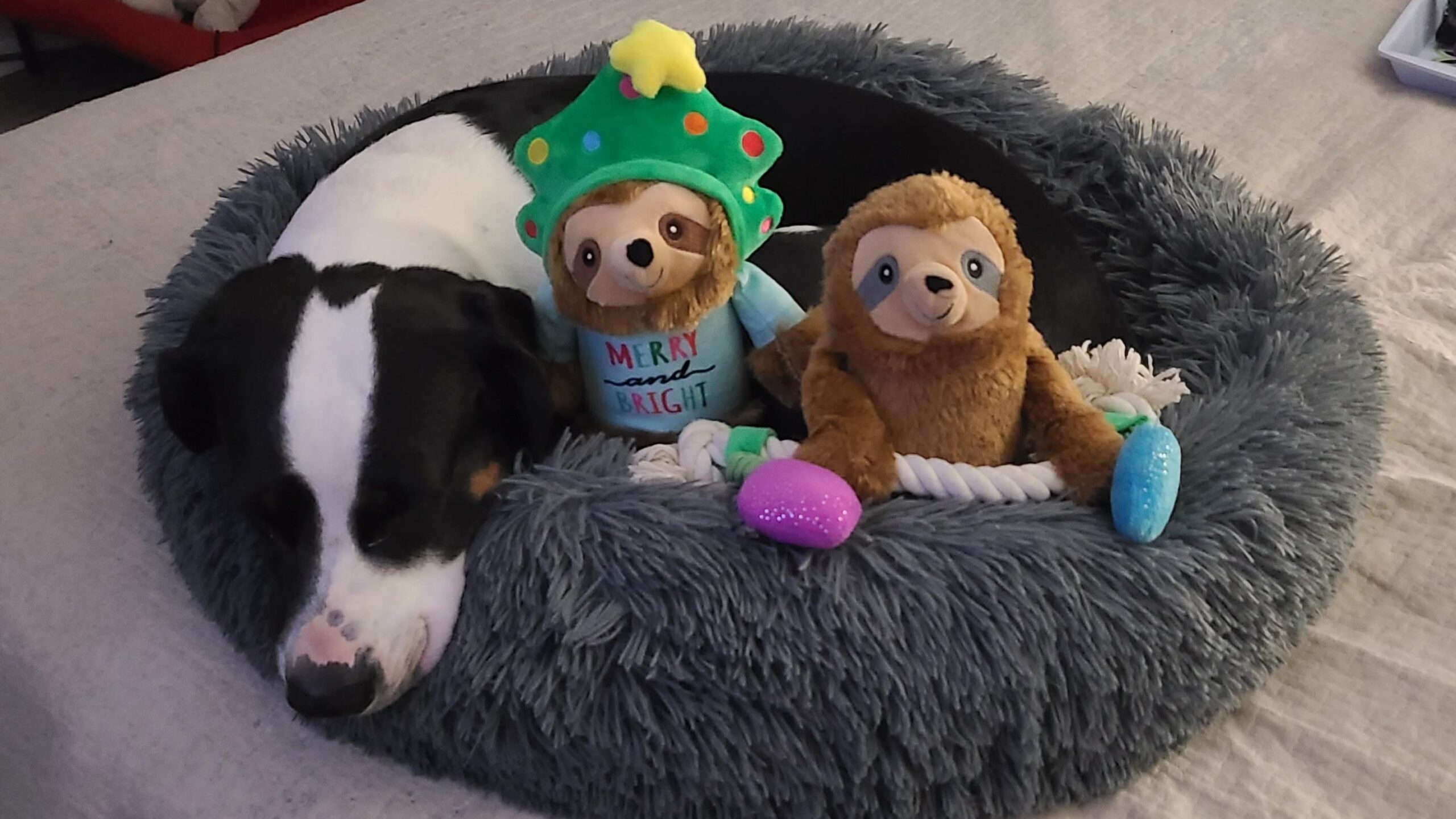Sir Flop lying in his bed, on our bed, with Christina and Gina