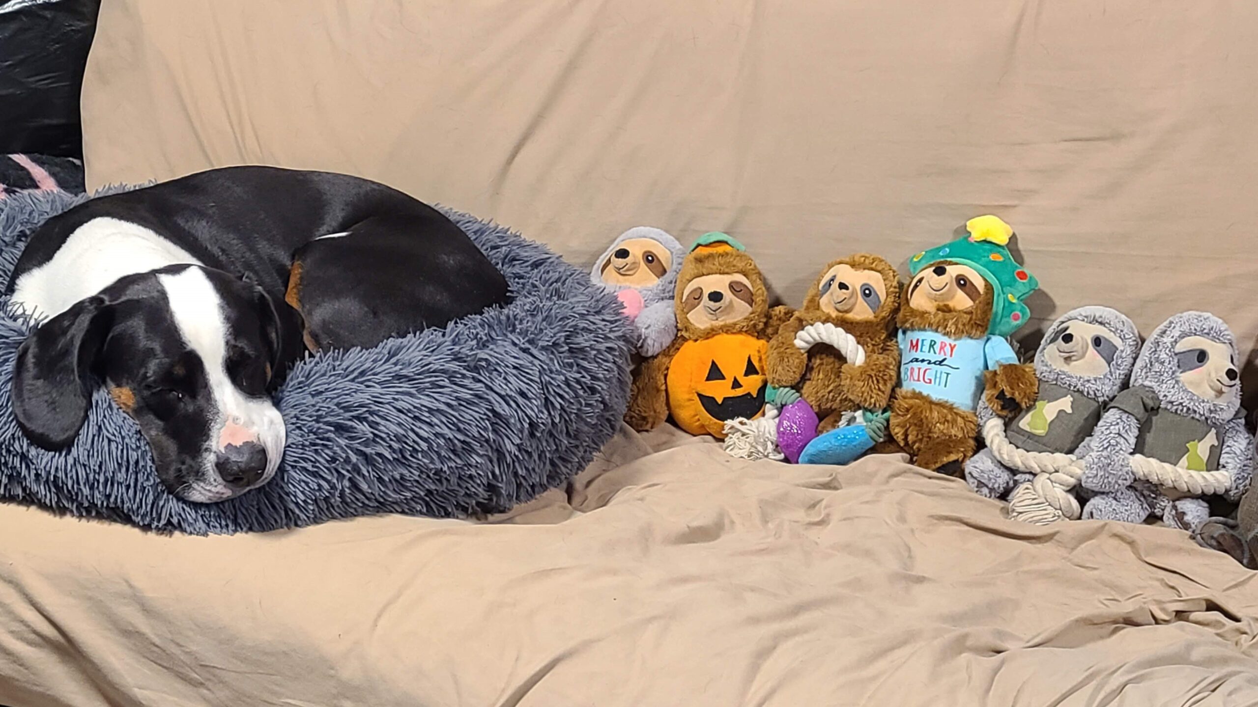 Sir Flop’s Collection of Sloths