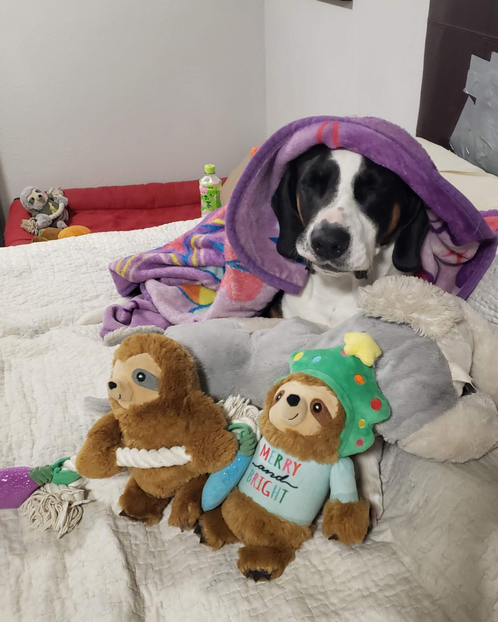 Sir Flop super sleepy lying on the bed with his blanket on top, his head lifted, eyes closed, his dog underneath his chin, and Christine / Gina in front