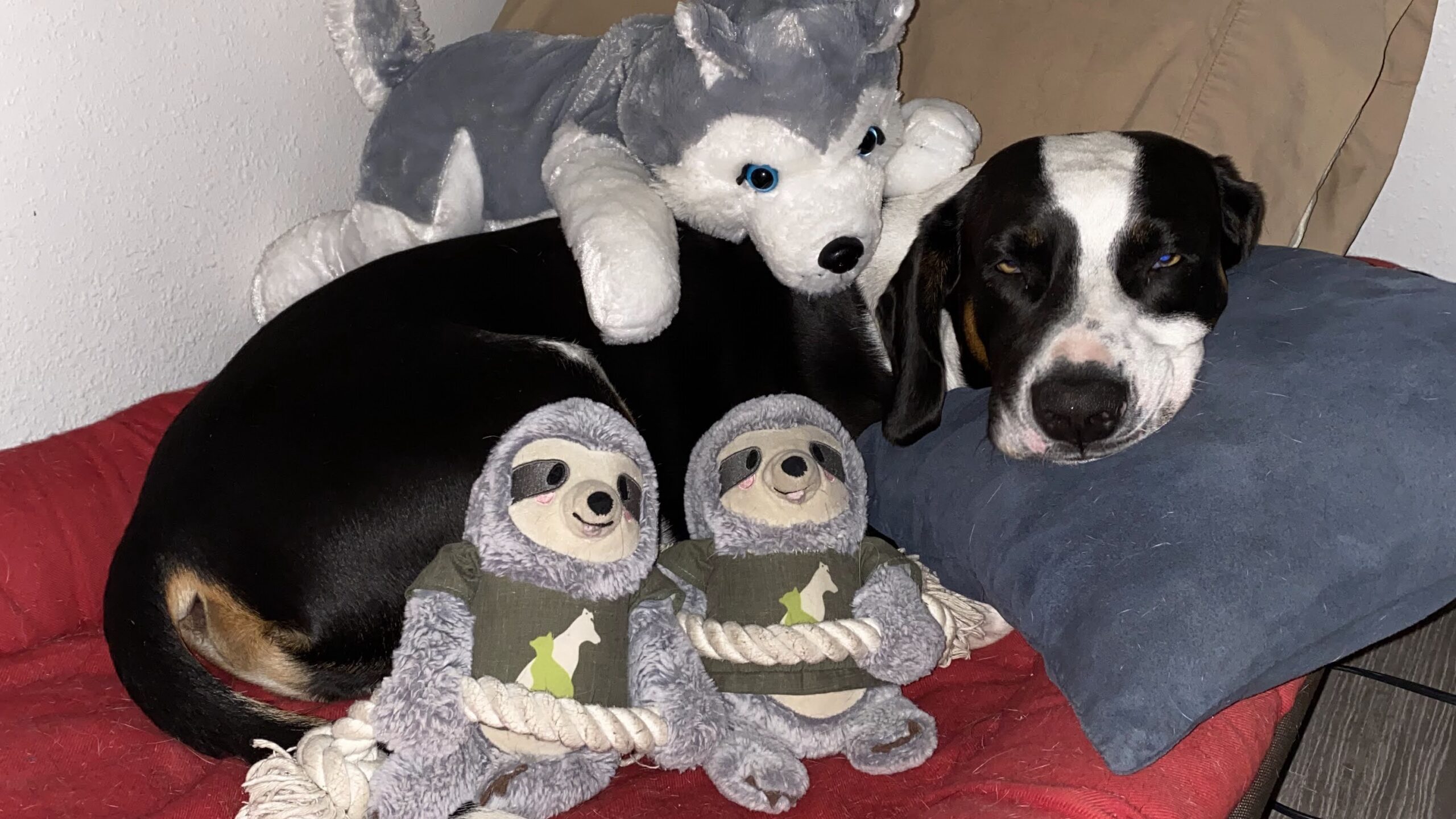 Sir Flop laying on his bed with his two Syds and his Dog on top of him
