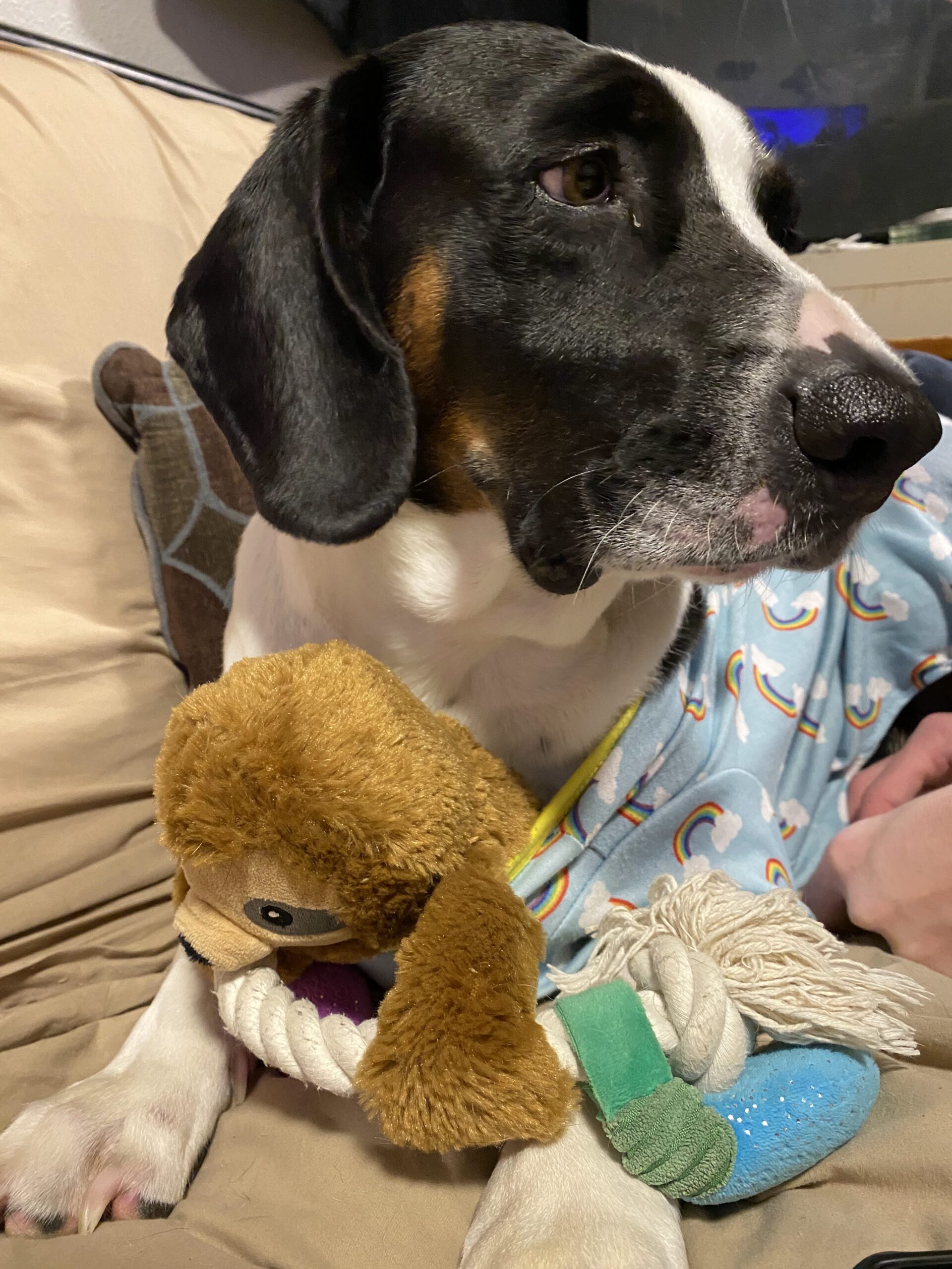 Sir Flop lying on the couch, in his PJs with Christine