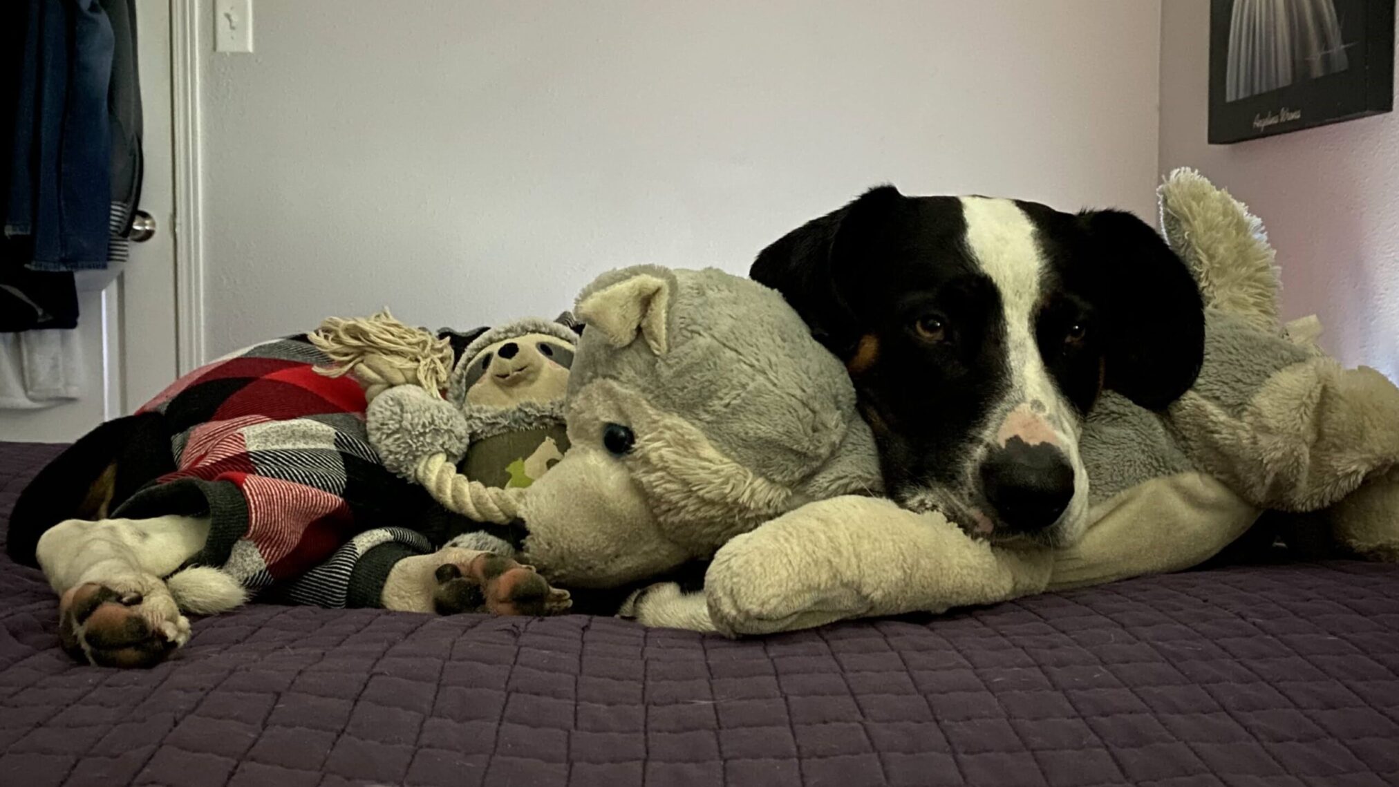 Sir Flop lying on the bed in his PJs on his dog with his Syd